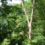 DSCF0048