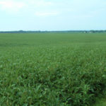 central-illinois-Duke-farm-for-sale-soybean-fields