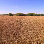 central-indiana-farmland-auction-cornfield-selling-farmland