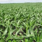 cornfield-north-central-illinois-farm-land-auction_estate-sale