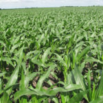 cornfield-north-central-illinois-farm-land-auction_estate-sale