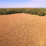 cornfield-selling-indiana-farm-shelby-county-farm-auction