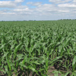 farm-land-estate-sale-north-central-illinois-cornfield-farm-property