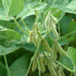 illinois-farm-for-sale_Duke-farm-soybean-plants-tillable-acreage