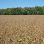 indiana-farmland-for-sale-shelby-county-farm-auction-sale