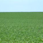 northern-illinois-dixon-selling-131-tillable-acres