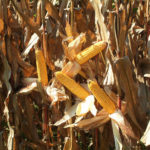 selling-farmland-corn-harvest-central-indiana-auction-sale