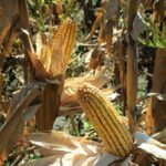 west-central-illinois-farm-for-sale-cornstalks