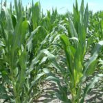 west-central-illinois-farm-for-sale-shank-farm_cornfield