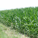 west-central-illinois-farm-for-sale-shank-farm_tillable-acres