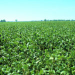 west-central-illinois-farmland-auction-tillable-acres