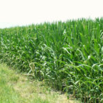 west-central-illinois-tillable-farmland-92-acres-cornfield