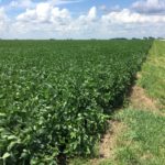 Piatt County 77 Acre Farm Land Auction Pic