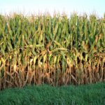 Ford County Corn Rows