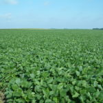 Christian County IL 90 Acre Farmland Listing Photo