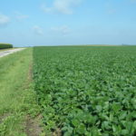 Christian County IL 90 Acre Farmland Listing Photo 2