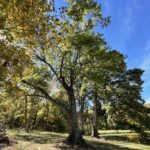 A Leaning Tree