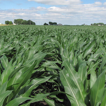 illinois-farm-fields-corn-growing-selling-farm-estate-public-auction